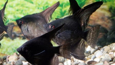 Skalar hitam: bagaimana rupa ikan dan cara menjaganya?