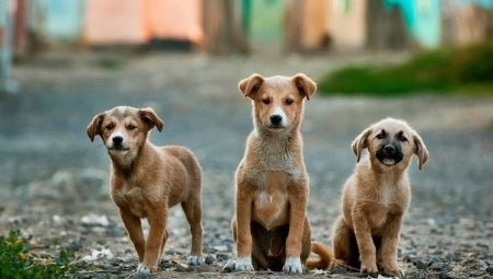 Berapa banyak anjing kampung yang tinggal di jalan dan di rumah?