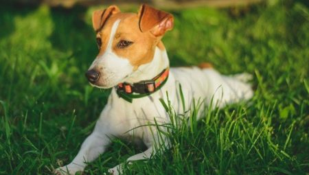 ما هي المدة التي يعيشها Jack Russell Terrier وما الذي يعتمد عليه؟