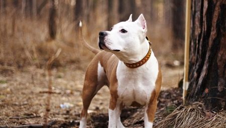 Berapa lama Staffordshire Terriers hidup dan apa yang bergantung padanya?