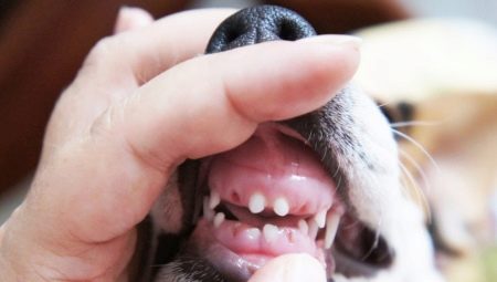 Změna mléčných zubů u psů: věkové rozmezí a možné problémy