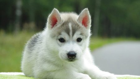 Liste de surnoms beaux et amusants pour les huskies