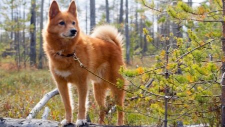 Lista över hundraser som liknar räv