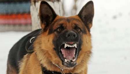 List of the most dangerous dog breeds