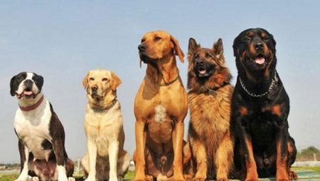 Comparação de raças de cães