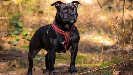 Staffordshire Bull Terrier: description de la race, nuances de soins
