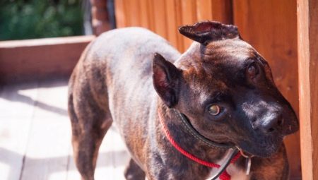 Brindle Staffordshire Terrier: كيف يبدو وكيف نحافظ عليه؟
