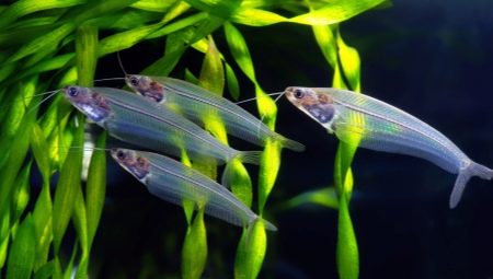 Glass catfish: paglalarawan at mga lihim ng nilalaman