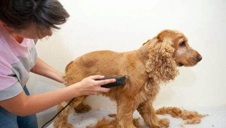 Taglio di capelli cocker spaniel: tipi e procedura