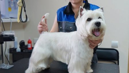 กรูมมิ่ง West Highland White Terrier: ข้อกำหนดและประเภท