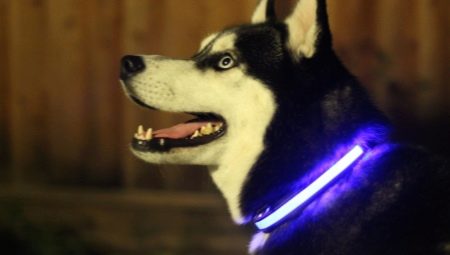 Svjetleće ogrlice za pse
