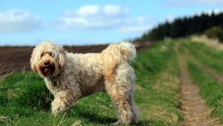 الكلب التبتي: وصف تولد وأسرار حفظ الكلاب