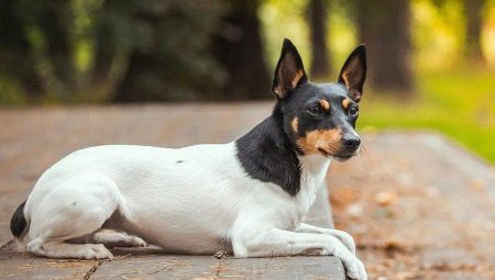 Toy Fox Terrier: descriere și sfaturi de îngrijire