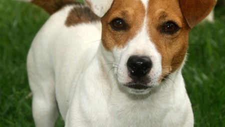 Pag-trim at pag-aayos ng Jack Russell Terrier