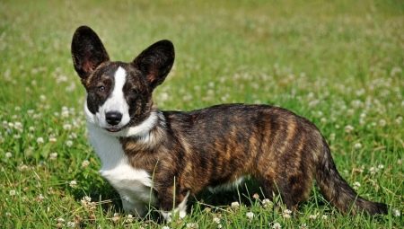 Áo nịt ngực corgi của xứ Wales: mô tả về giống chó và các đặc điểm của nội dung