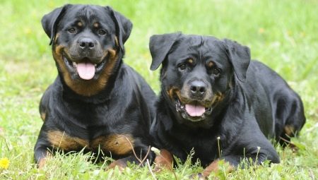 Rottweiler súlya és magassága: a fajta fő paraméterei