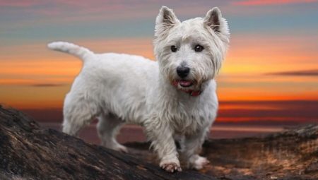 West Highland White Terrier: كل شيء عن سلالة الكلاب