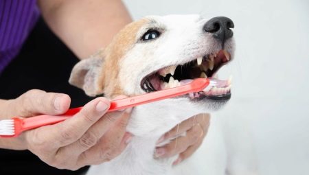 Jenis dan cadangan untuk memilih berus gigi untuk anjing
