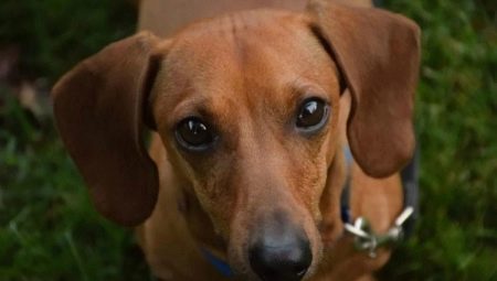 Suņi ar ausīm: pārskats par populārām šķirnēm un turēšanas niansēm