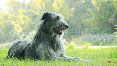 Wolfhounds: descripción de razas, historia, características de mantenimiento y crianza.