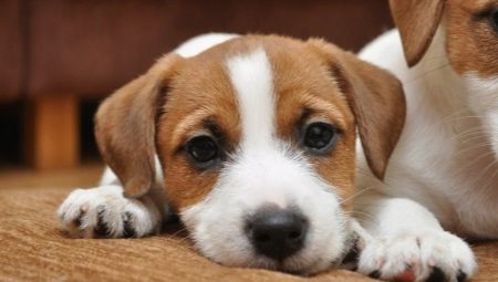 Aufzucht und Ausbildung des Jack Russell Terriers