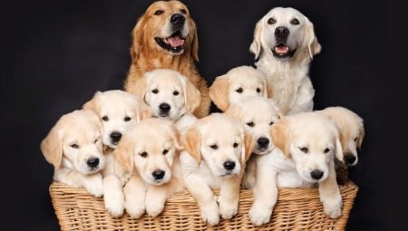 All About Dog Breeding