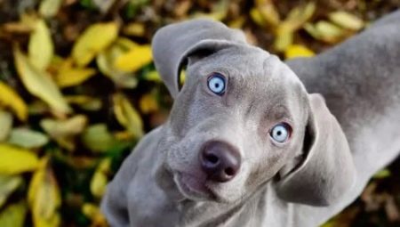 All about Weimaraners
