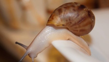 Achatina fulica albino: come sono le lumache e come conservarle?