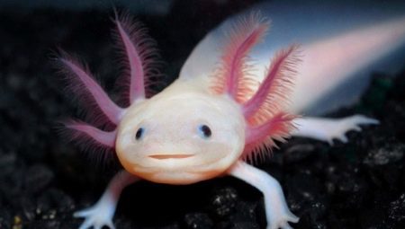 Axolotl: kim, türleri, boyutları ve içeriği