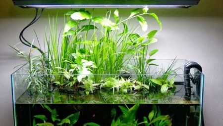 Aquarium 40 liters: how to arrange and what kind of fish can you keep?