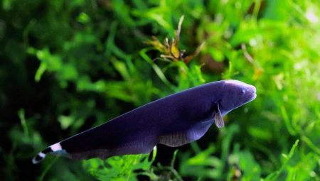 Ikan pisau akuarium: jenis, kandungan dan keserasian