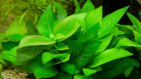 Planta de acuario de limoncillo: selección, cultivo y cría.