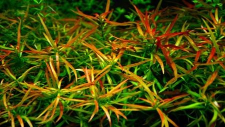 Аквариумно растение Лудвигия: видове, поддръжка и грижи