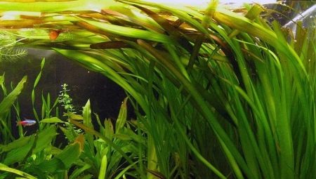 Plante d'aquarium Vallisneria: plantation, entretien et maintenance