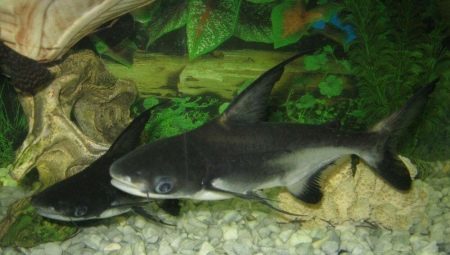 ปลาฉลามพิพิธภัณฑ์สัตว์น้ำ: ลักษณะประเภทและการเพาะปลูก
