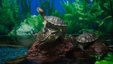 Aquarium turtles: varieties, pangangalaga at pagpaparami