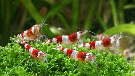 Aquarium shrimps: varieties, selection, care, breeding