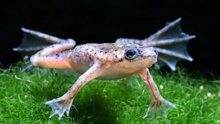 Żaby akwariowe: opis i rodzaje, konserwacja i pielęgnacja