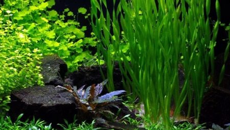 Rośliny akwariowe: rodzaje, pielęgnacja i pielęgnacja trawy