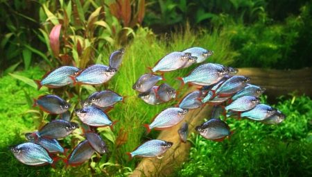 Акваријумске рибе за почетнике: које одабрати и како их чувати?