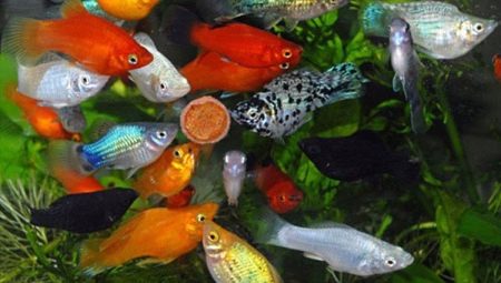 Μόλιες ψαριών ενυδρείου: ποικιλίες, επιλογή, φροντίδα, αναπαραγωγή