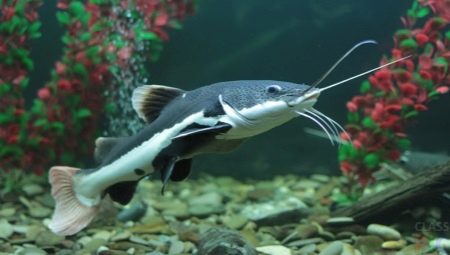 سمك السلور في حوض السمك: أصناف ونصائح للرعاية والتكاثر