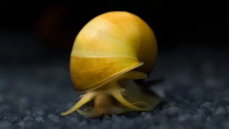 Escargots d'aquarium: avantages et inconvénients, variétés, soins et reproduction