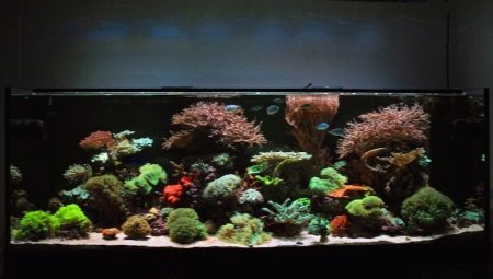 500 liters akvarier: deres størrelser og lancering