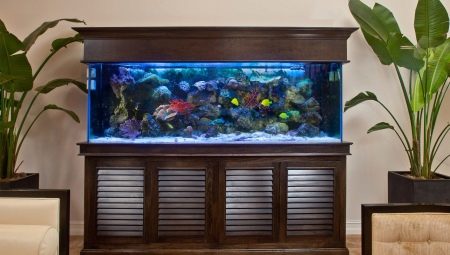 100 liters akvarier: størrelser, hvor mange fisk kan du beholde, og hvilke er rigtige?