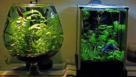 Mga aquarium para sa 20 litro: laki, bilang at pagpili ng isda