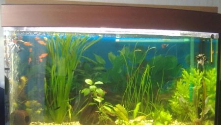 50 litro na aquarium: mga sukat, bilang ng mga isda at ang kanilang pagpili