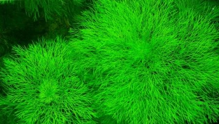 Ambulia: các loài và bảo dưỡng trong bể cá