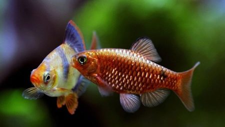 Barbus: leírás, az akváriumi halak fajtái és tartalma