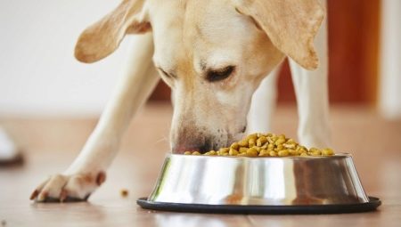 Bir Labrador ne ve nasıl beslenir?